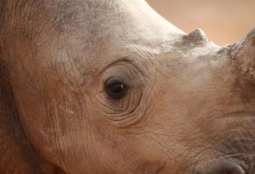 هتل Kifaru Luxury Lodge & Bush Camp