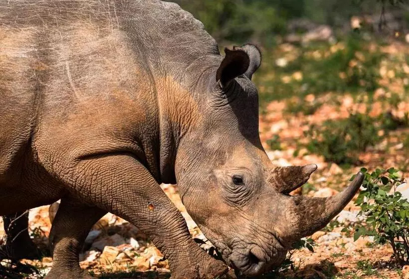 هتل Kifaru Luxury Lodge & Bush Camp