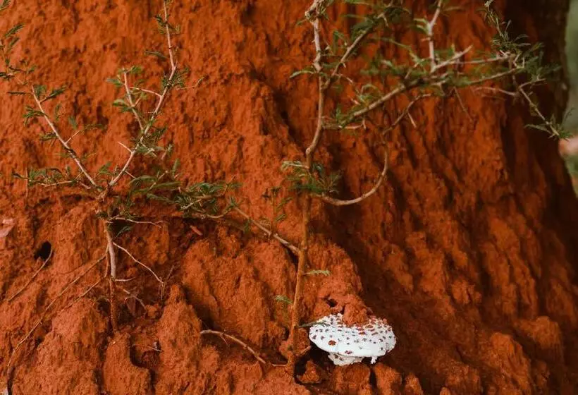 هتل Kifaru Luxury Lodge & Bush Camp