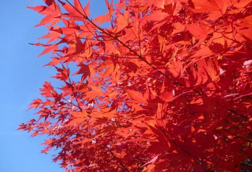 Shima Onsen Kashiwaya Ryokan