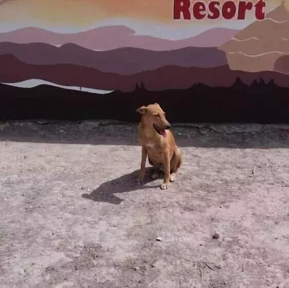 Aamiaismajoitus (B&B) Yuna Village Garden Resort