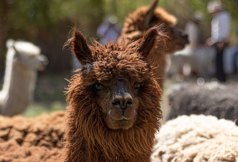 בית מלון כפרי Casamolle Villa & Golf