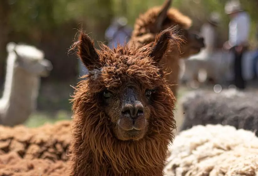 Hotelli Casamolle Villa & Golf