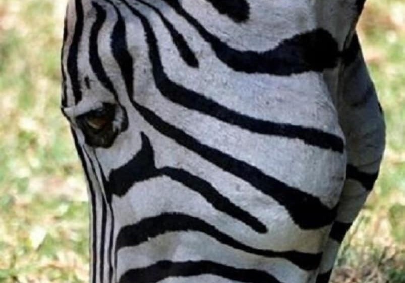 酒店 Simbamwenni Lodge And Camping