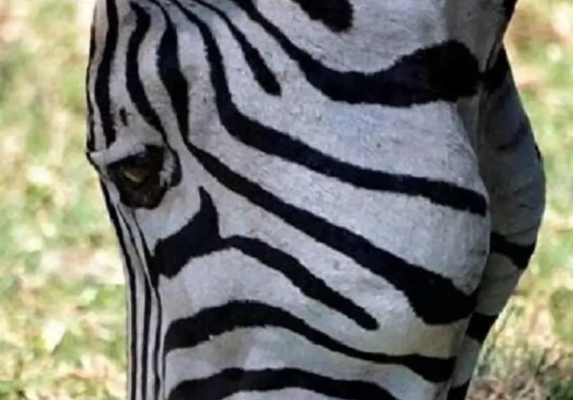 ホテル Simbamwenni Lodge And Camping