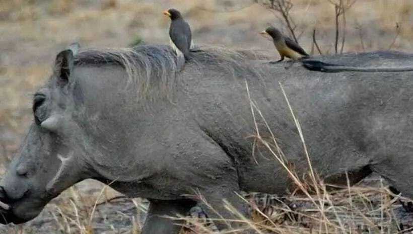 ホテル Simbamwenni Lodge And Camping