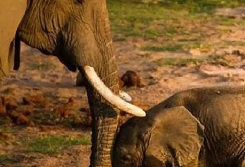 ホテル Simbamwenni Lodge And Camping