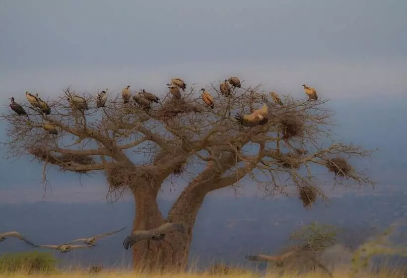 ホテル Simbamwenni Lodge And Camping