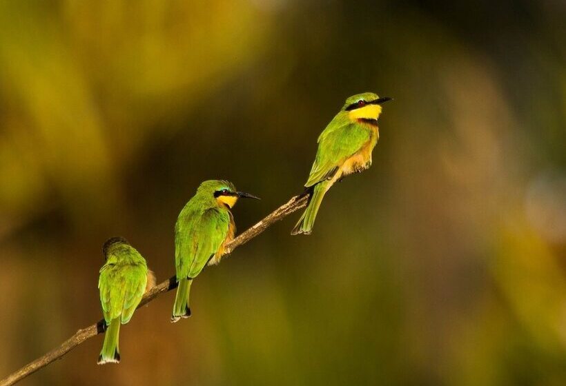 酒店 Simbamwenni Lodge And Camping