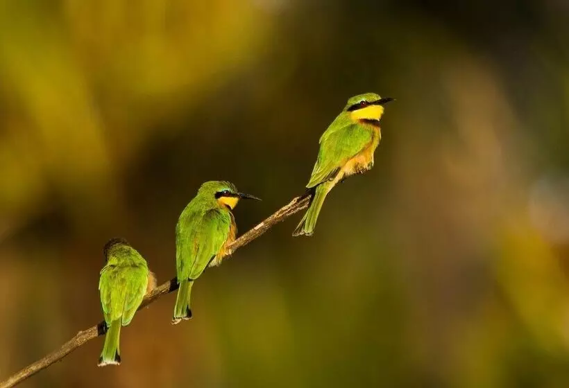 ホテル Simbamwenni Lodge And Camping