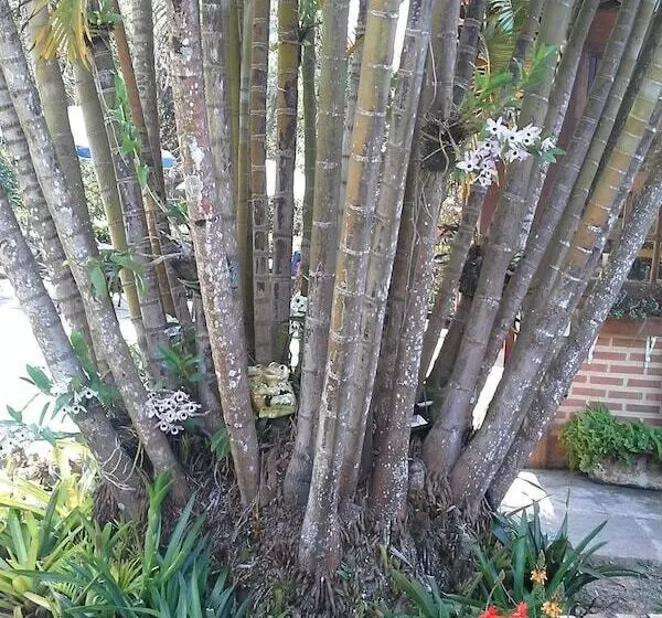 Hotelli Suites Em Meio A Mata Atlantica