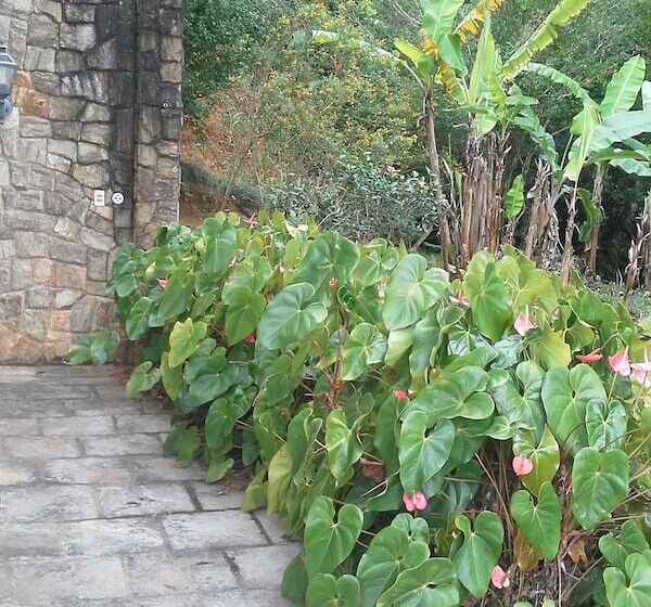בית מלון כפרי Suites Em Meio A Mata Atlantica