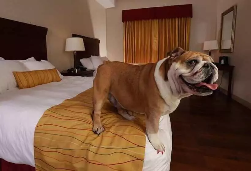 Wind River Hotel And Casino