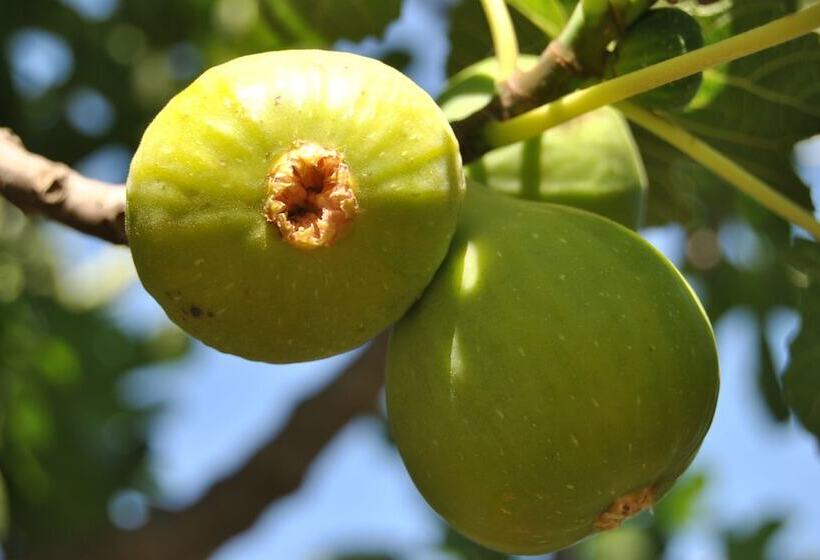 Pension (Hôtel basse catégorie) Ferme D Hôte Aicha à Bellouta