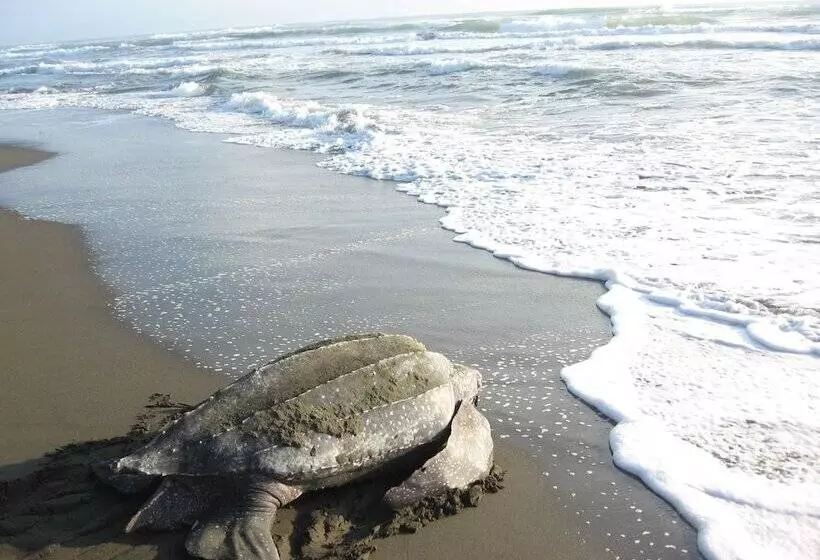 Hotelli Casa Grande Ecolodge At Pacuare Reserve