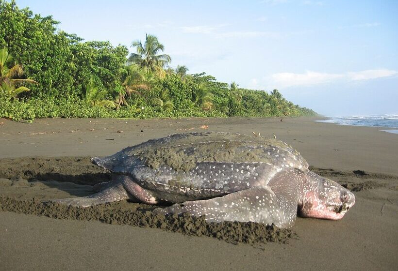 هتل Casa Grande Ecolodge At Pacuare Reserve