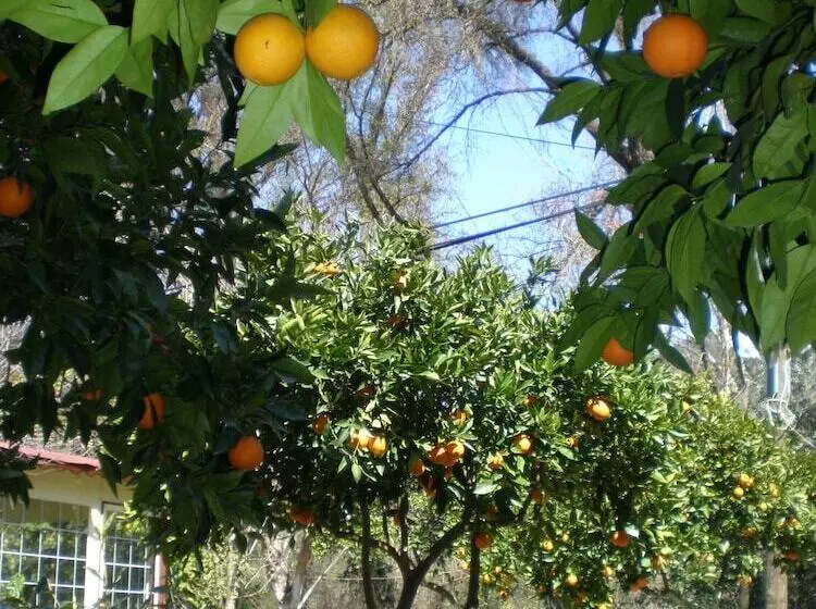 Hotelli Defne Pansiyon