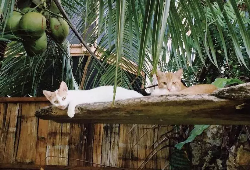 هتل Ngellil Nature Island Resort