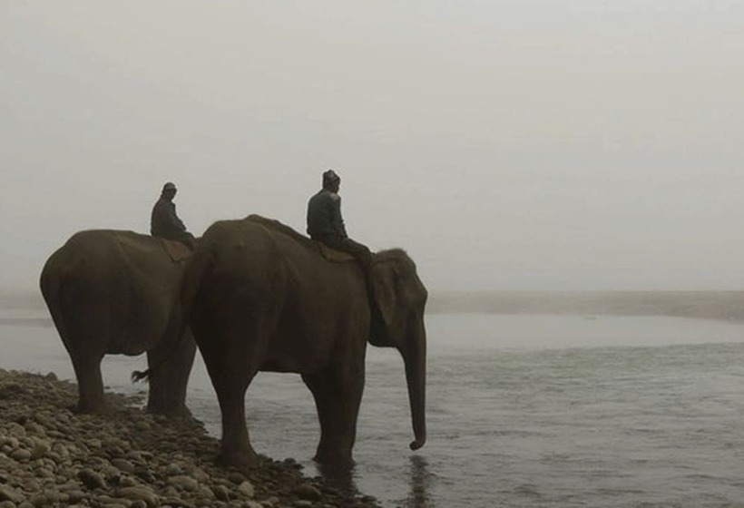 هتل Tigertops Elephant Camp