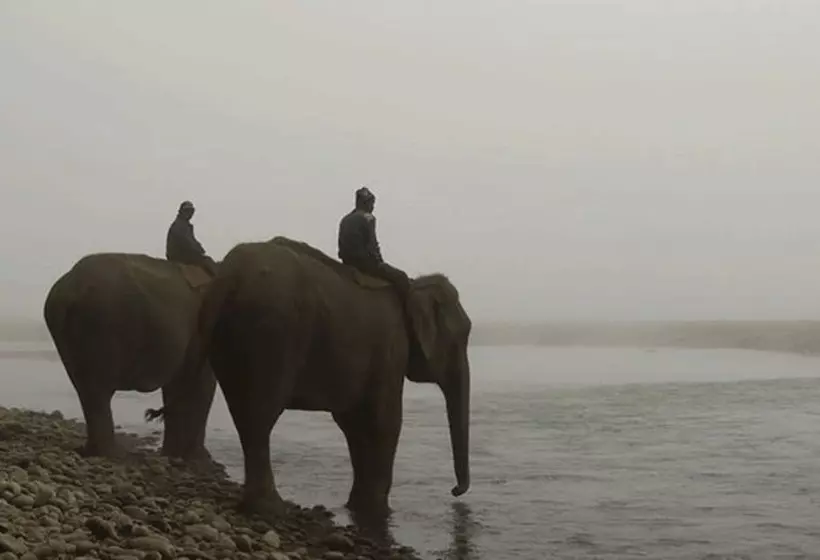 هتل Tigertops Elephant Camp