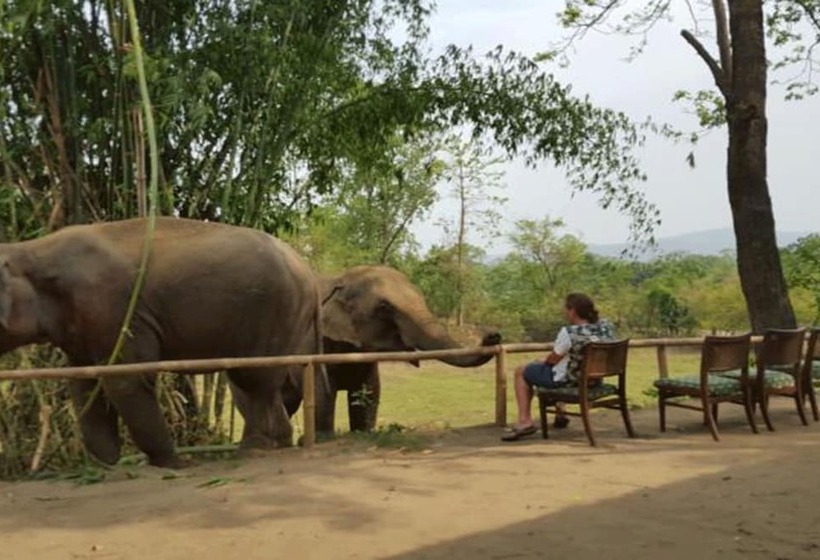 هتل Tigertops Elephant Camp