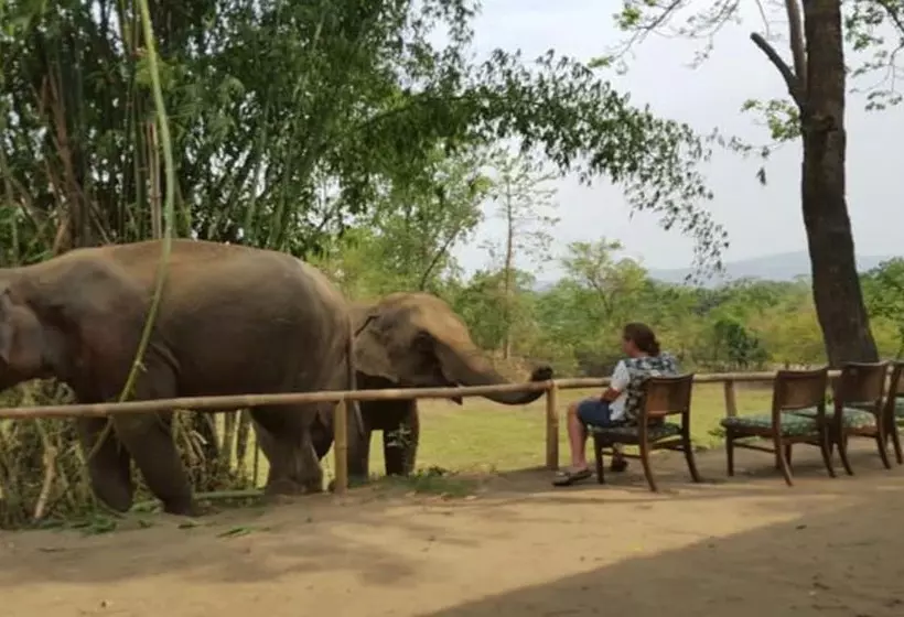 هتل Tigertops Elephant Camp