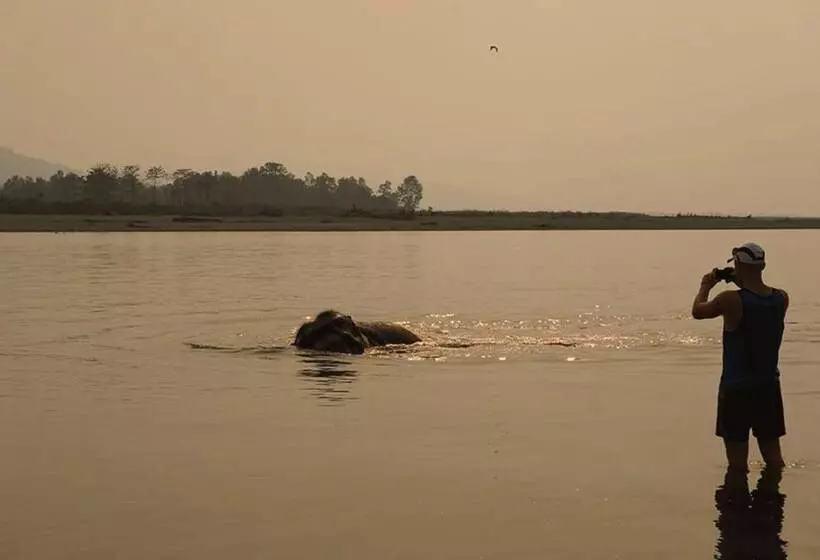 هتل Tigertops Elephant Camp