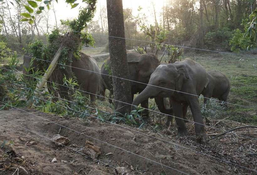 هتل Tigertops Elephant Camp