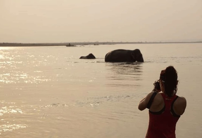 هتل Tigertops Elephant Camp