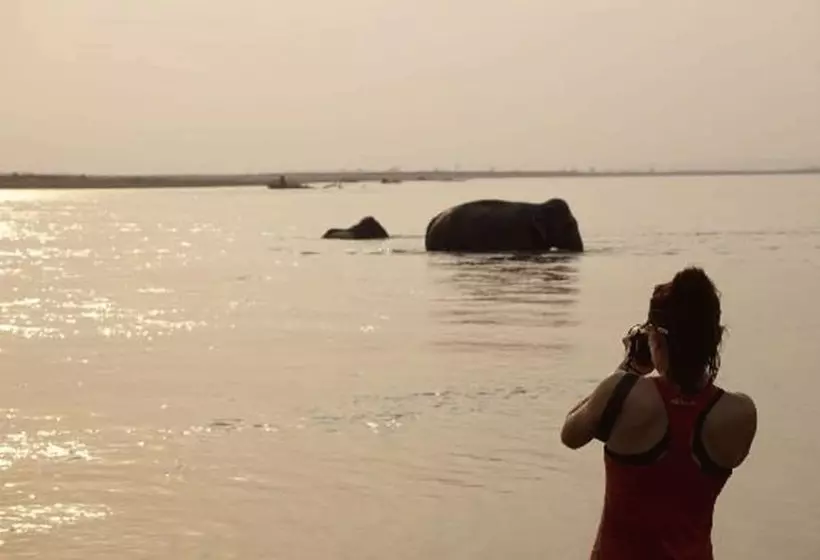 هتل Tigertops Elephant Camp