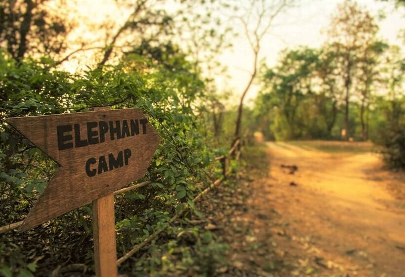 هتل Tigertops Elephant Camp