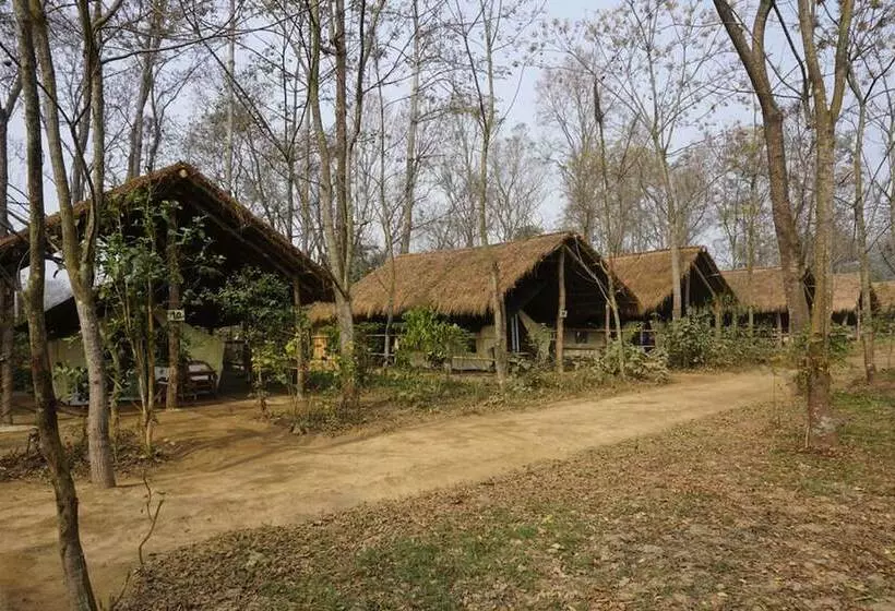 هتل Tigertops Elephant Camp