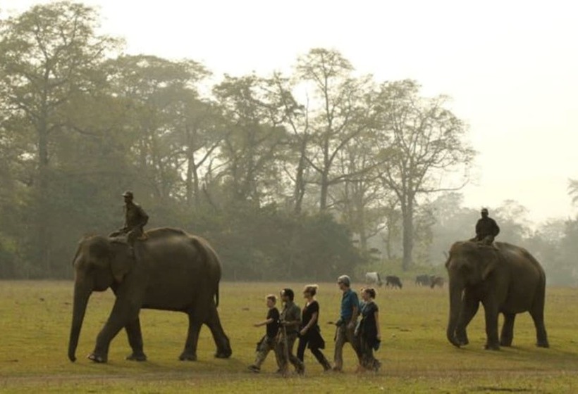 هتل Tigertops Elephant Camp