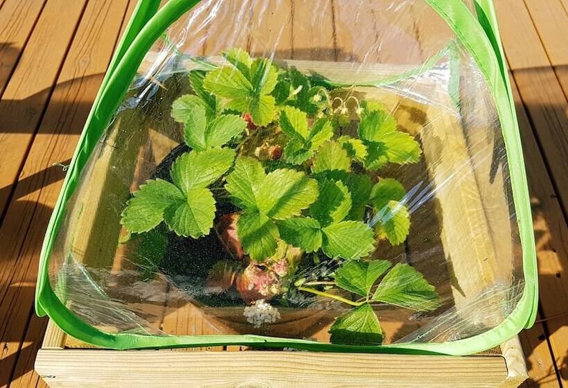 پانسیون The Viking Country Club