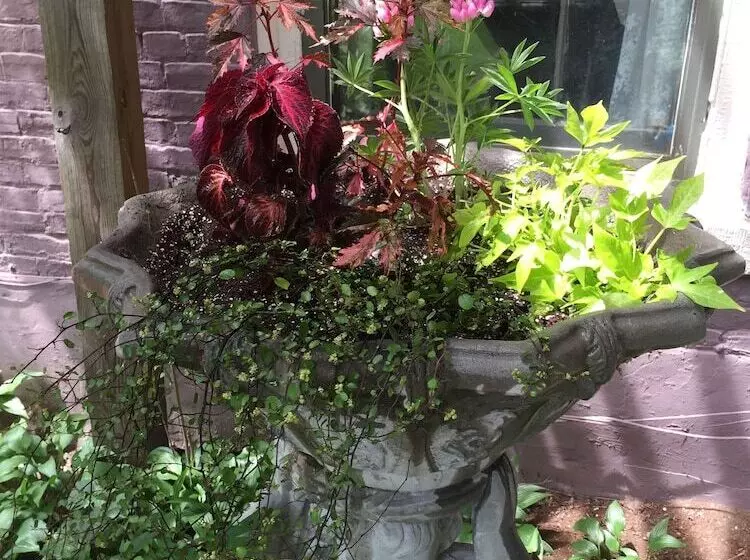 Aamiaismajoitus (B&B) Annie Wiggins Guest House