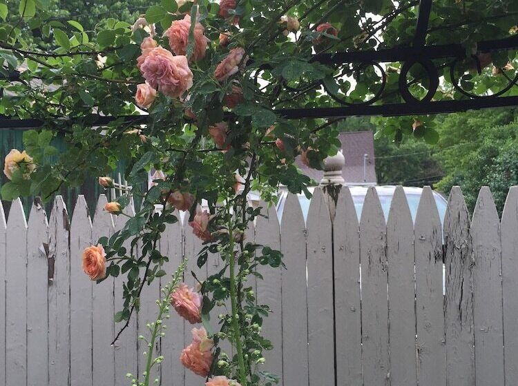 تختخواب و صبحانه Annie Wiggins Guest House