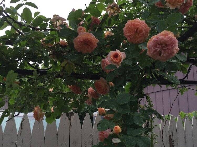 تختخواب و صبحانه Annie Wiggins Guest House