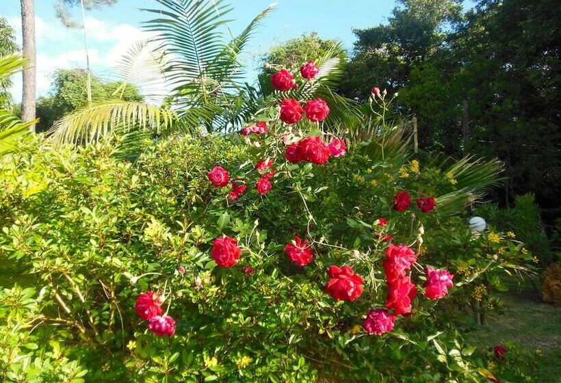 Lézard Home Bed And Breakfast