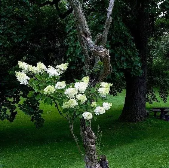 Aamiaismajoitus (B&B) Clonmel Castle