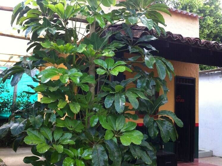 Finca Hotel Estrella Del Quindio