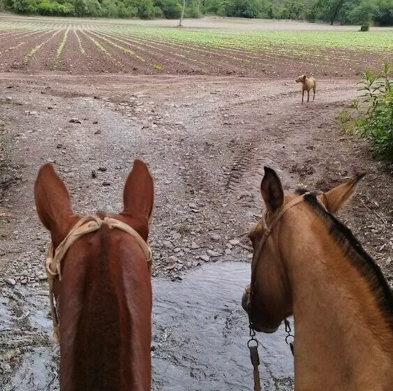 Hotelli Finca Las Margaritas