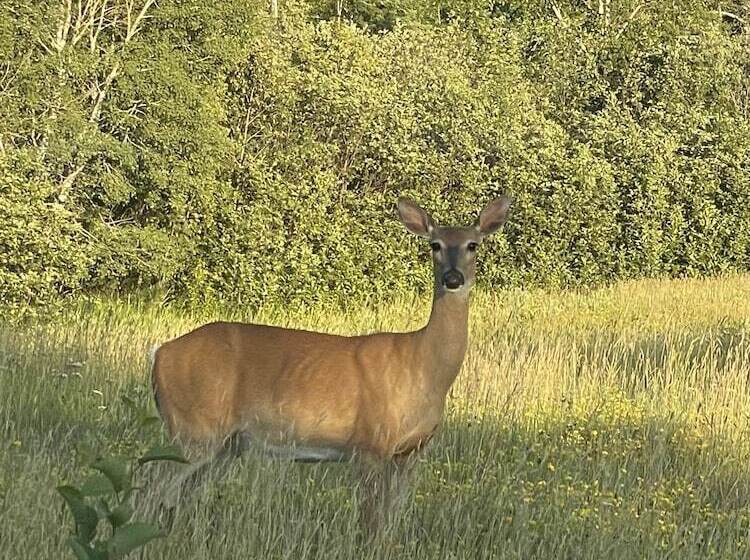 בית מלון כפרי Hanging Horn Lakeside Resort