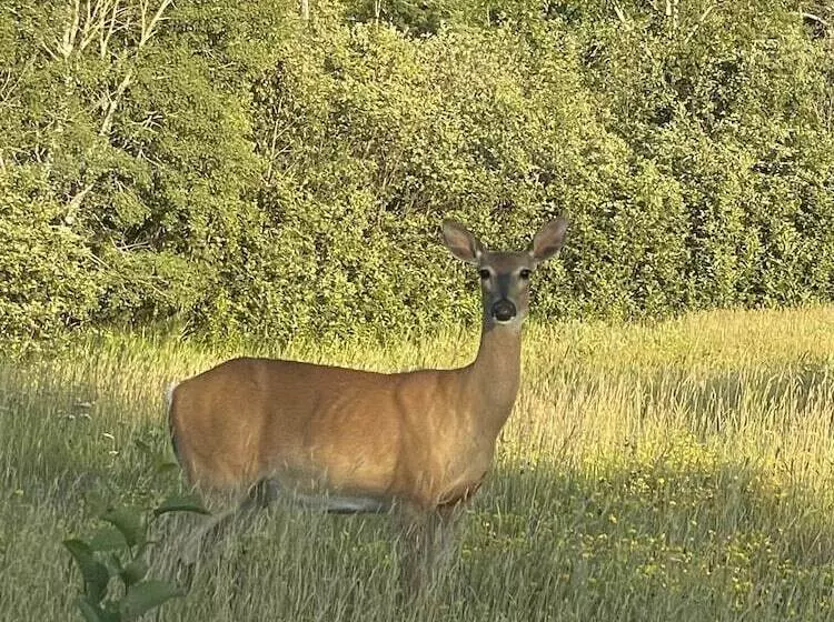 Hotelli Hanging Horn Lakeside Resort