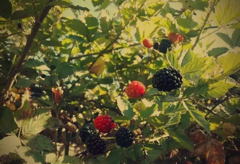 Hotel Rubus