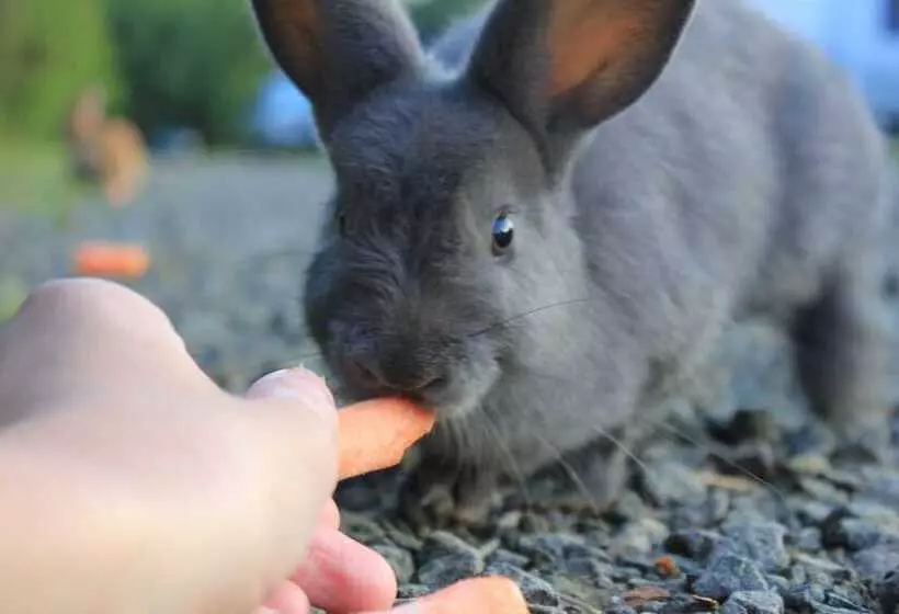 Upper Clements Cottages & Rv Park