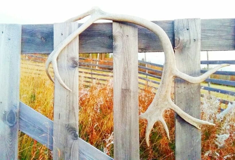 Havu Arctic Holidays Aitta