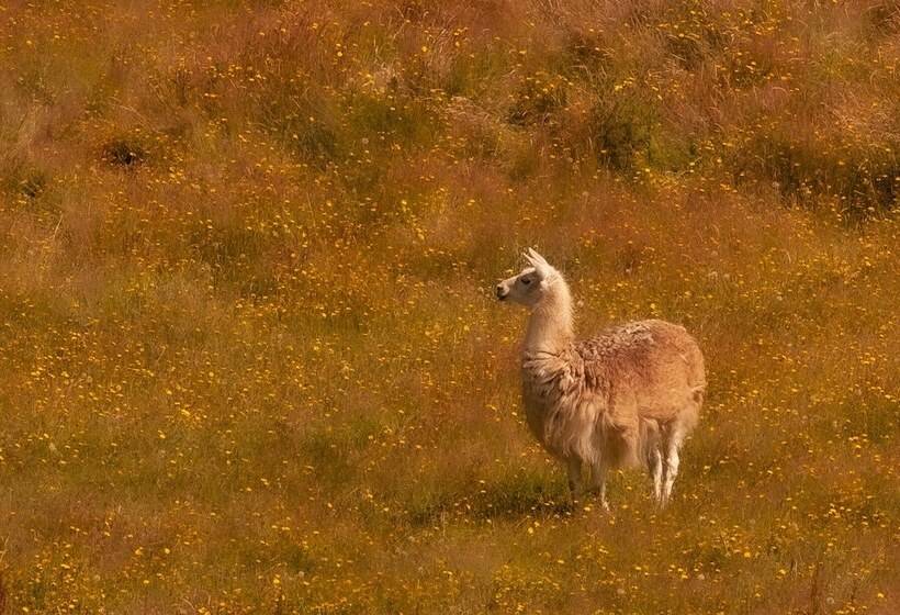 酒店 Casa De La Oma