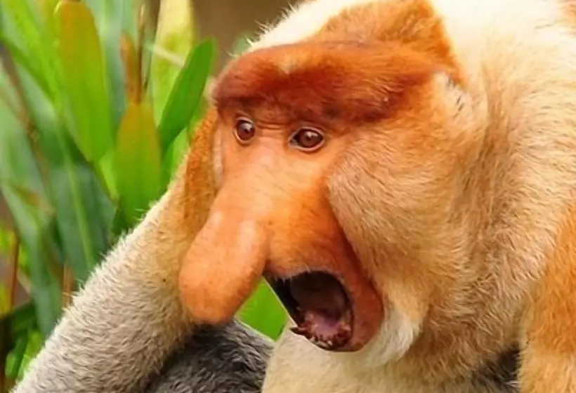 ホテル Singgahmata Holidays Camp