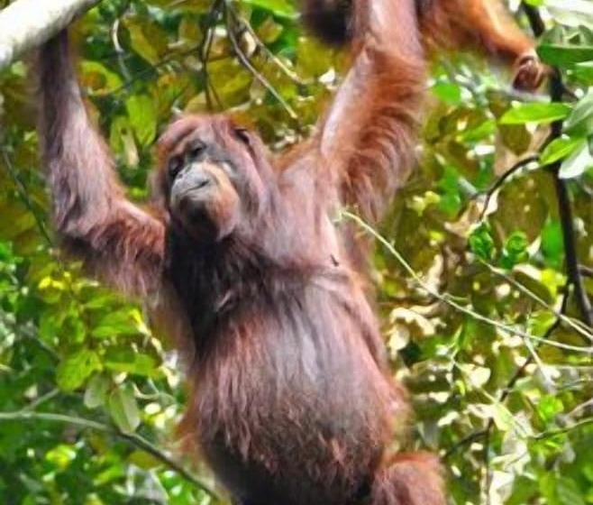 فندق Singgahmata Holidays Camp