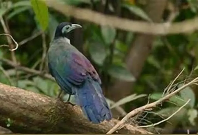 ホテル Singgahmata Holidays Camp